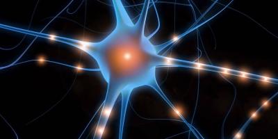 Dalle connessioni del cervello alla rete web